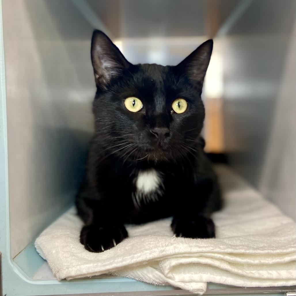 Enlarge Pip, a Adoptable Domestic Short Hair in Glenwood Springs, CO image 5/5