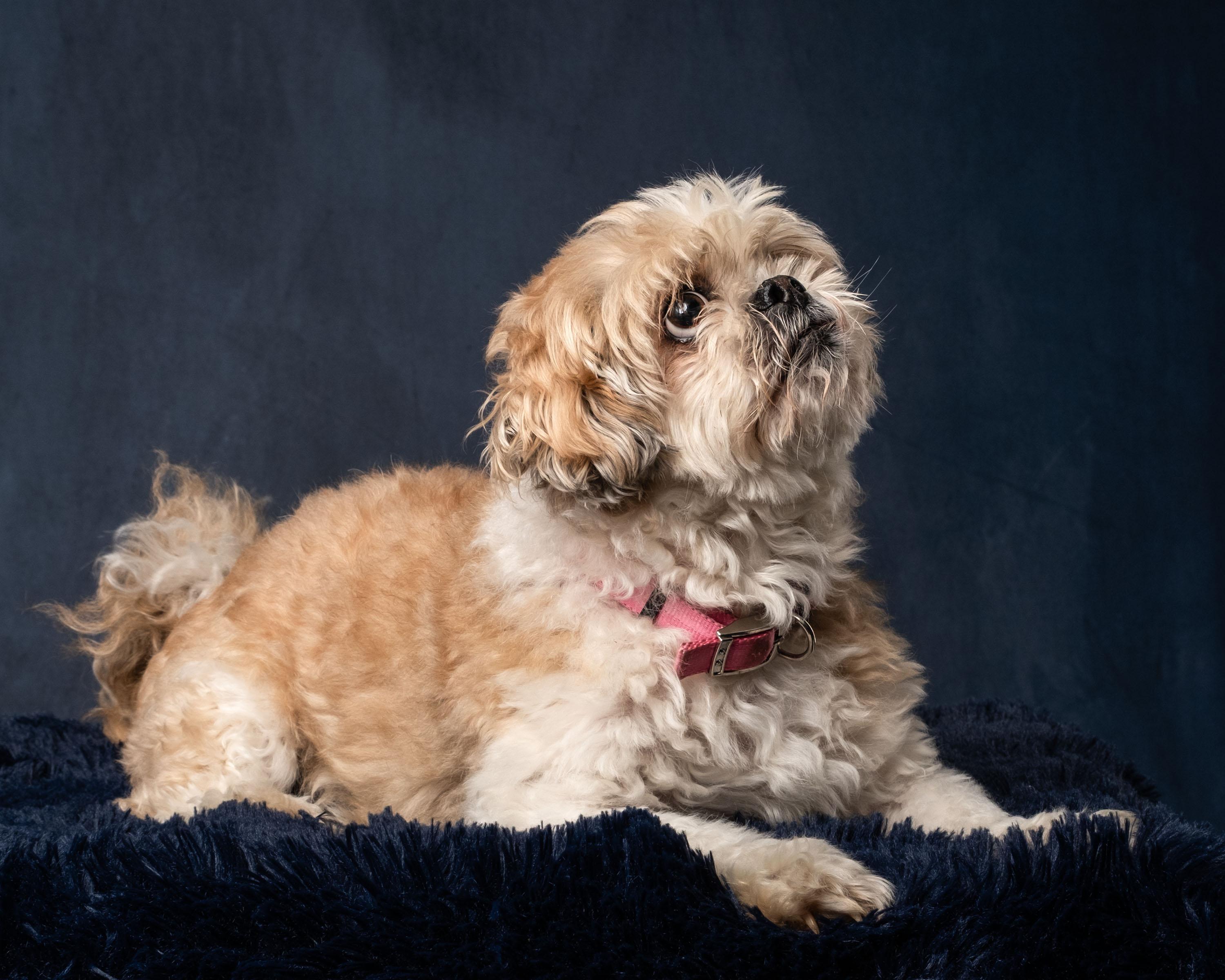 Enlarge Kristie , a ADOPTABLE Shih Tzu in Aiken, SC image 2/5