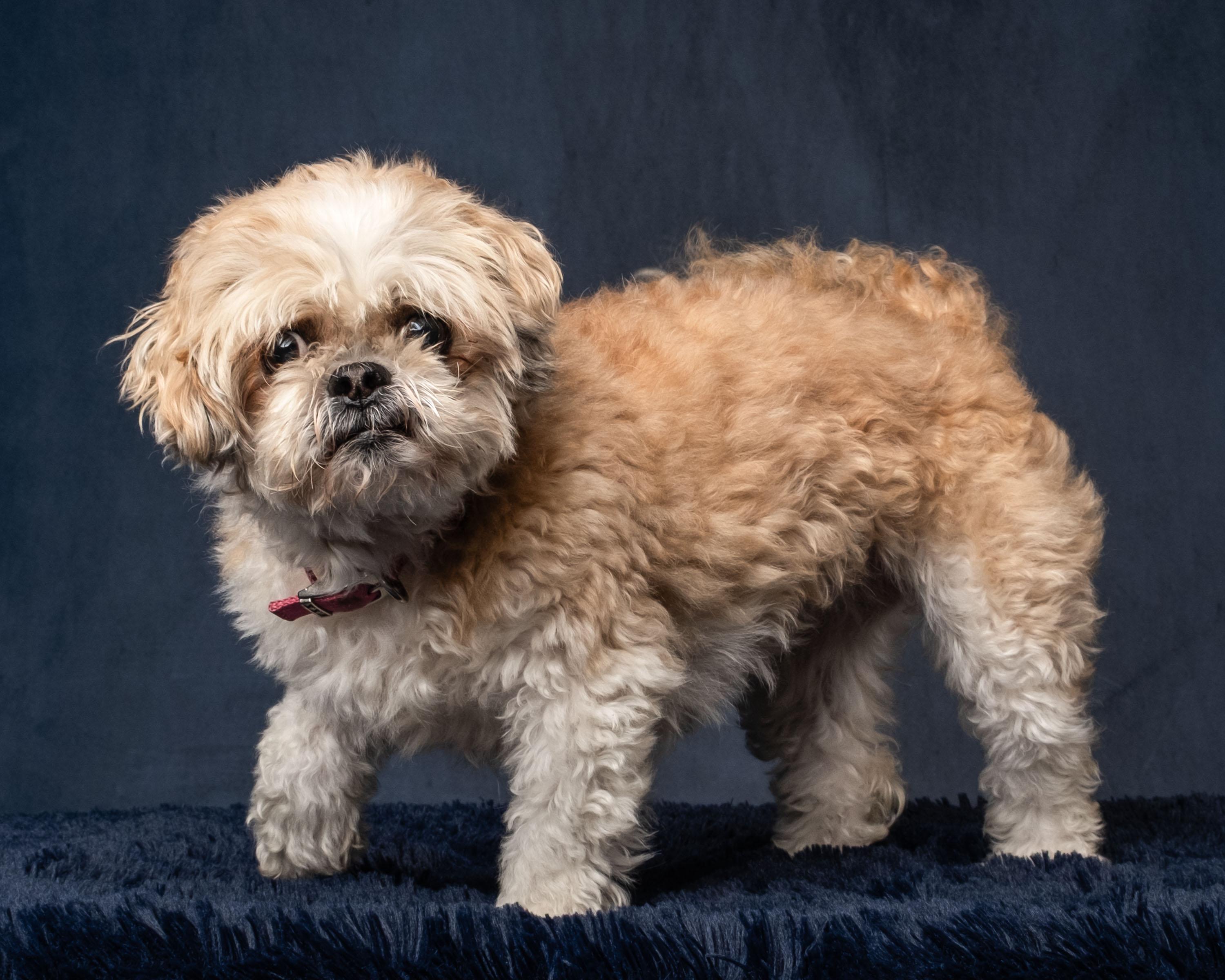 Enlarge Kristie , a ADOPTABLE Shih Tzu in Aiken, SC image 4/5