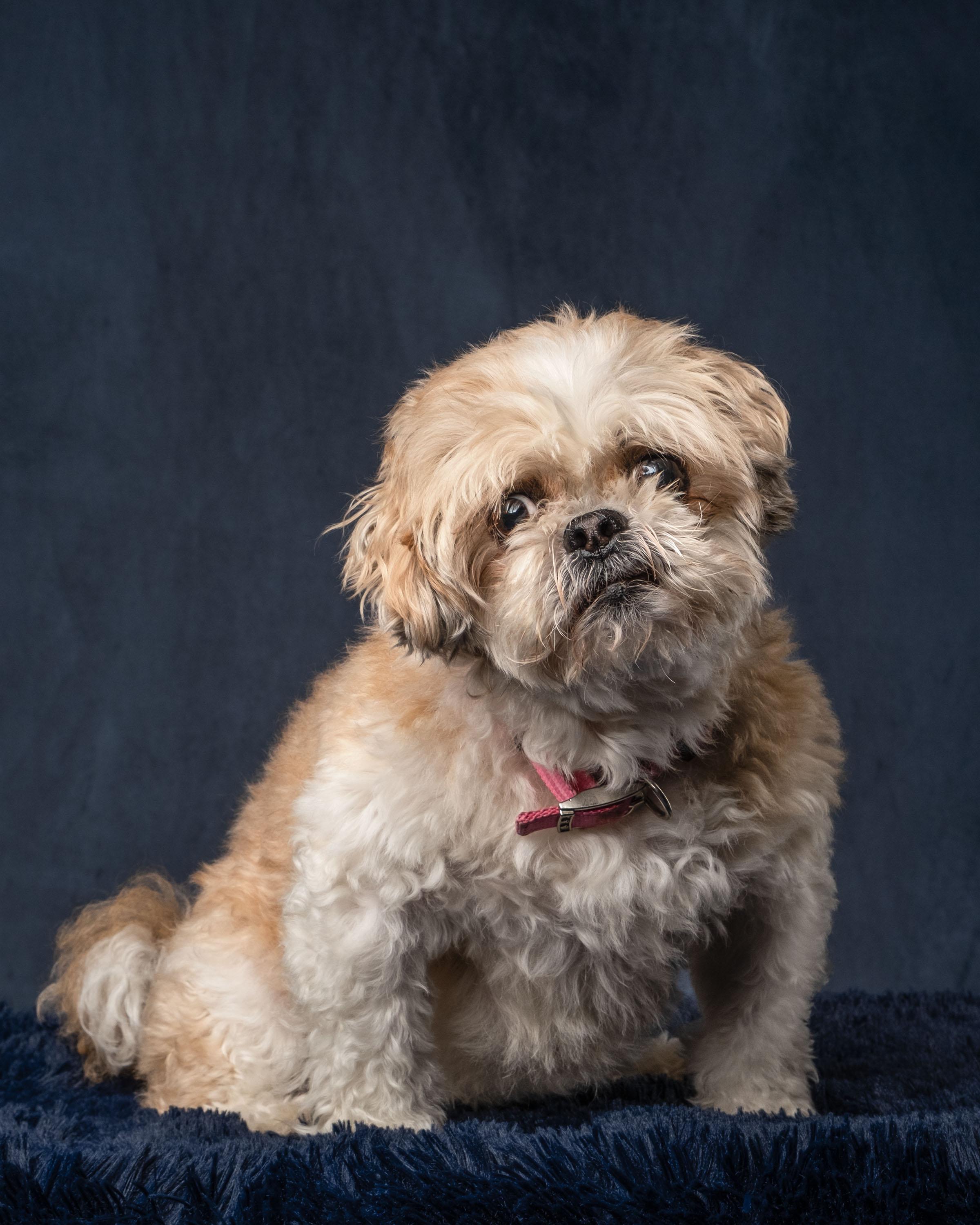 Kristie , ADOPTABLE, Senior Female Shih Tzu.