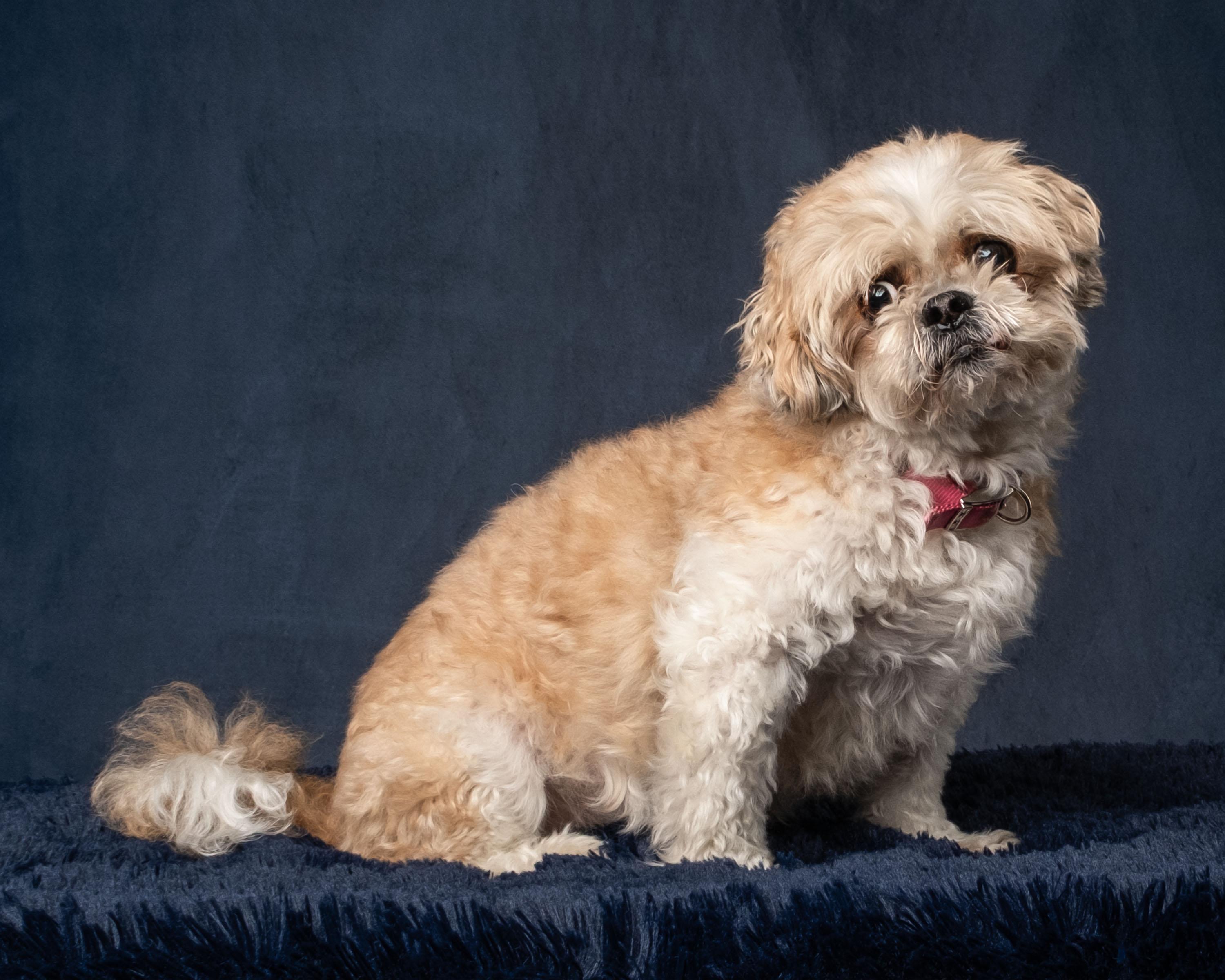 Enlarge Kristie , a ADOPTABLE Shih Tzu in Aiken, SC image 5/5