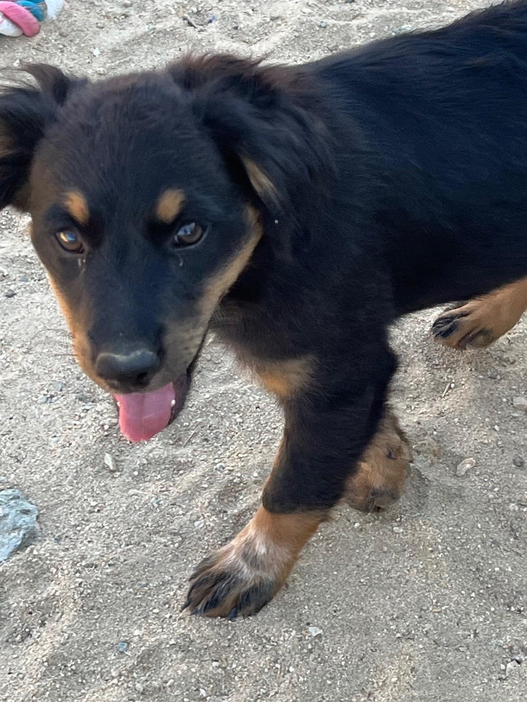 Enlarge Ash, a Adoptable mixed breed in Indio, CA image 1/2