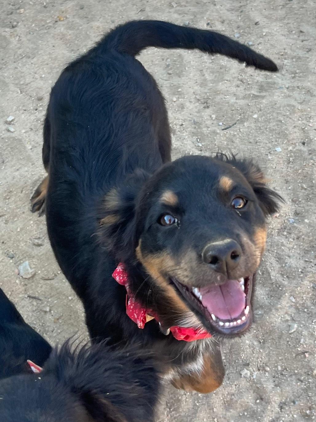 Enlarge Ash, a Adoptable mixed breed in Indio, CA image 2/2