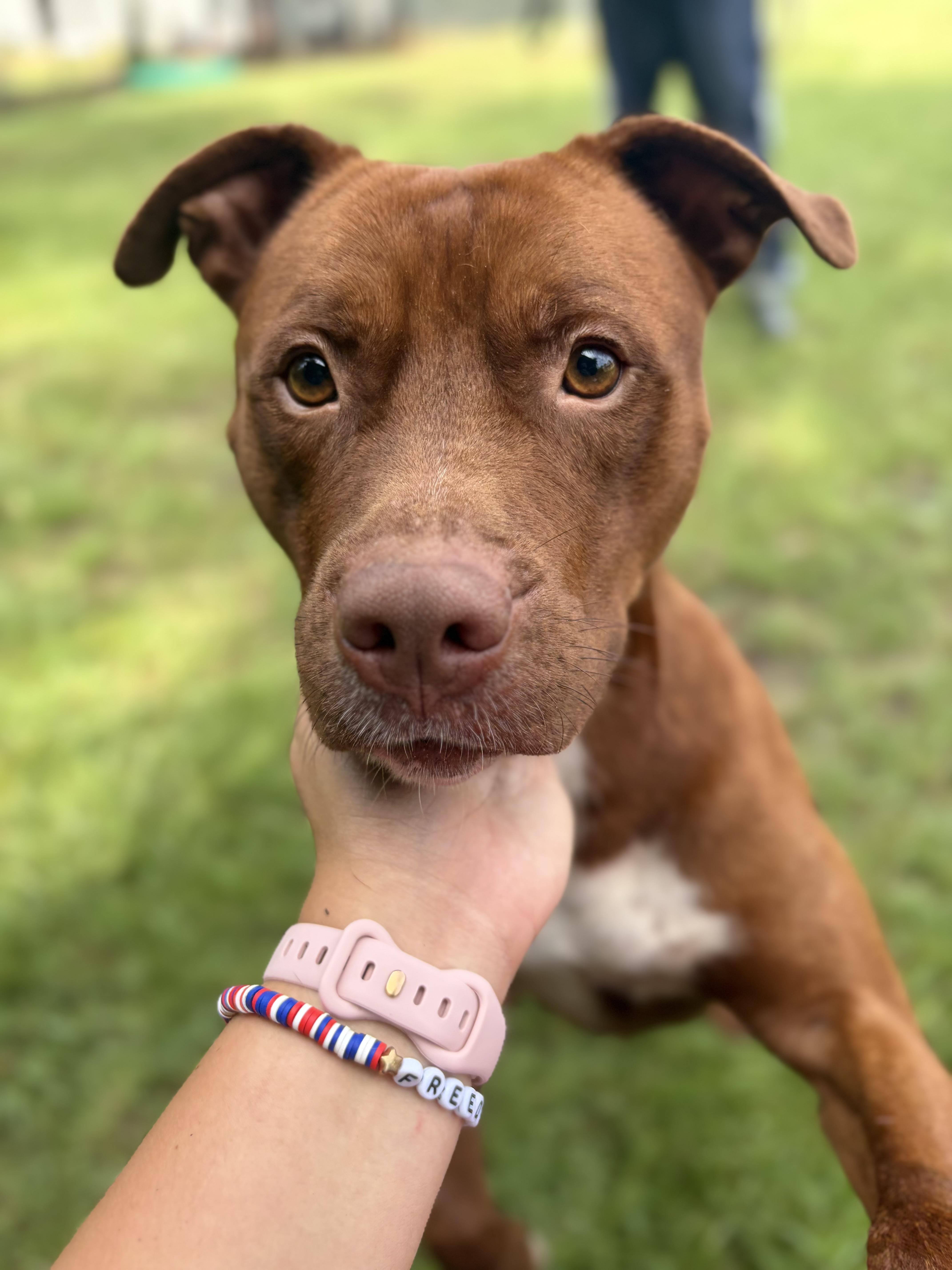 Argo, ADOPTABLE, Adult Male Mixed Breed.