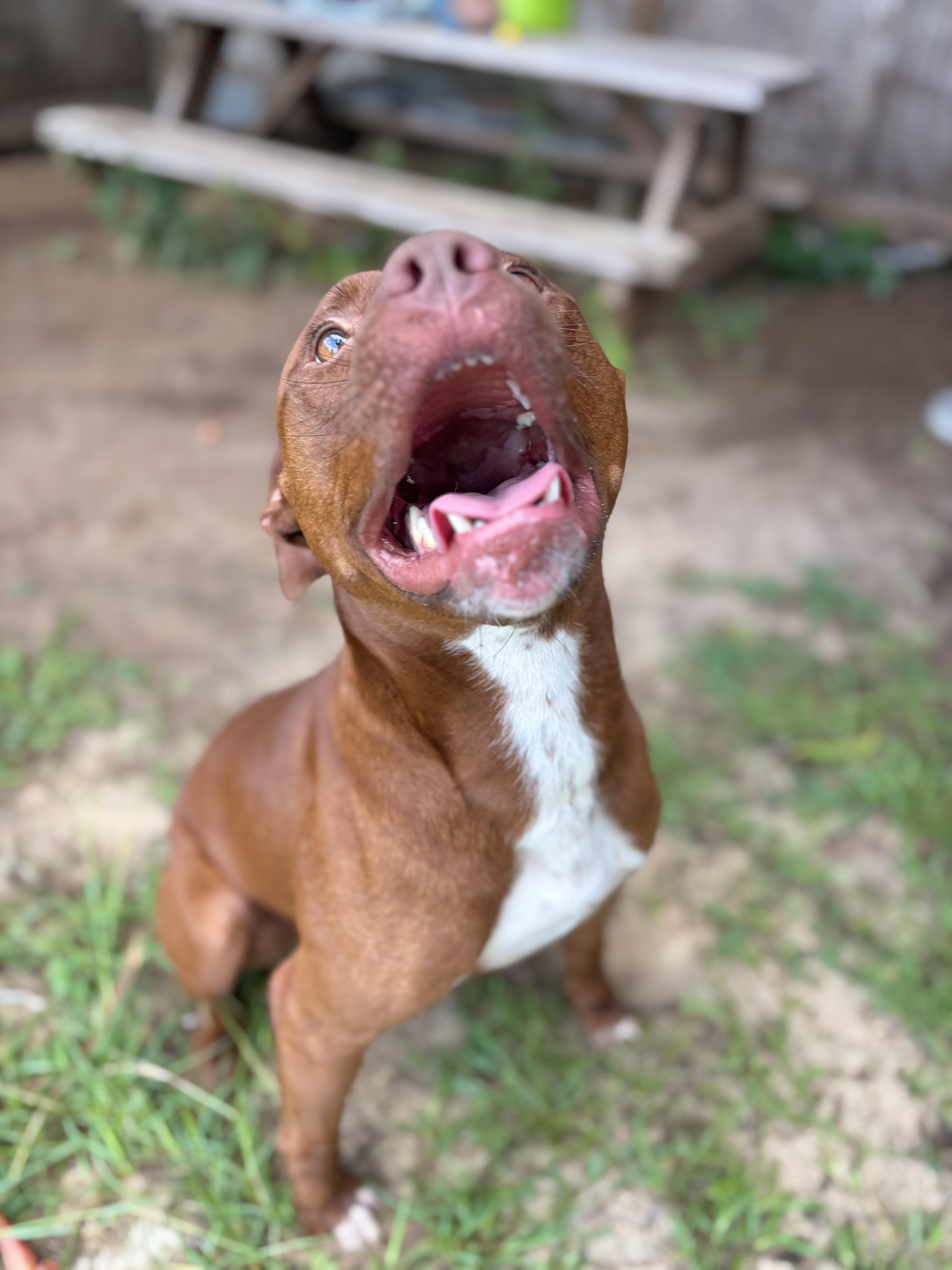 Enlarge Argo, a ADOPTABLE Mixed Breed in Winnsboro, SC image 2/4