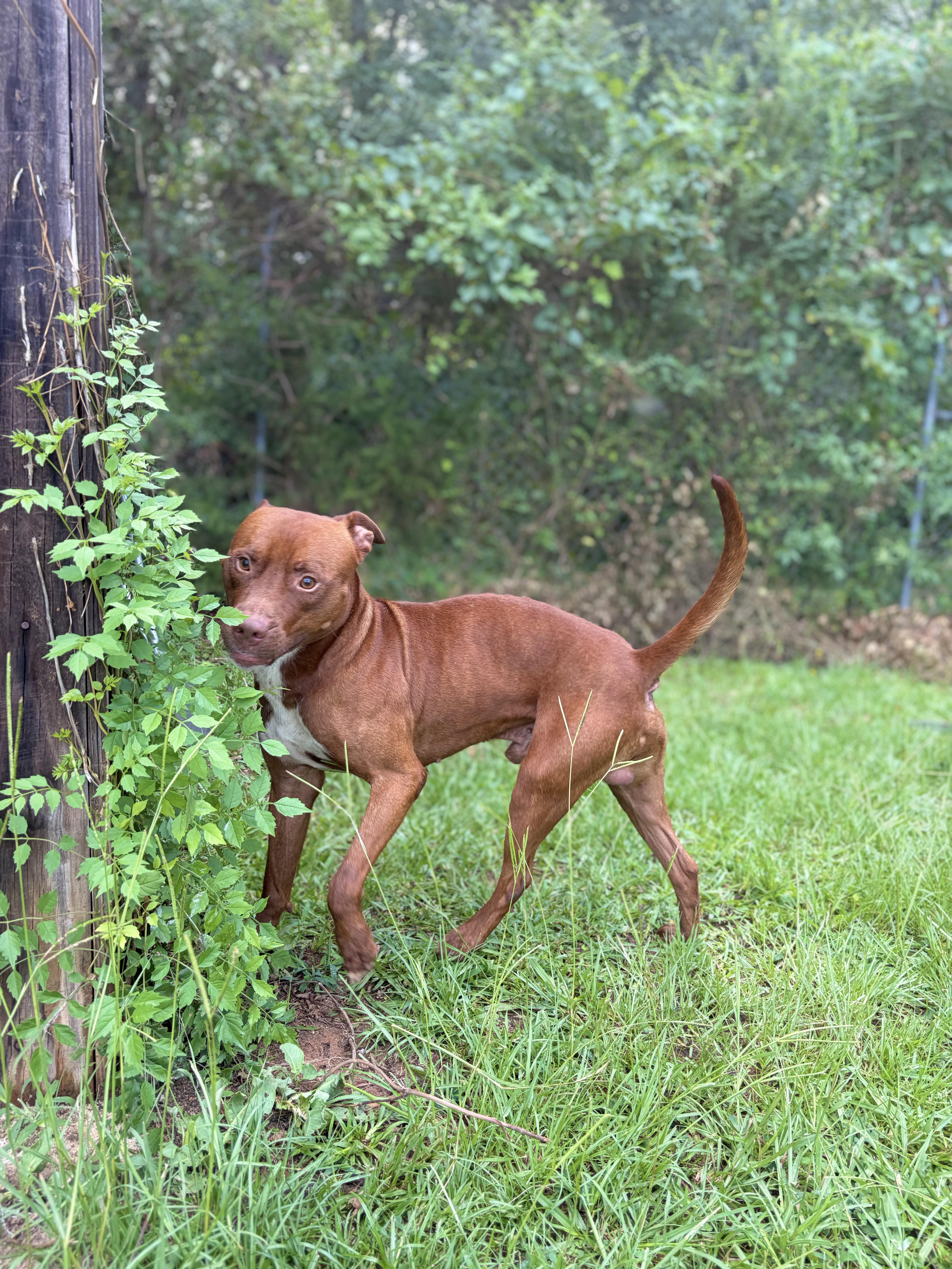 Enlarge Argo, a ADOPTABLE Mixed Breed in Winnsboro, SC image 3/4