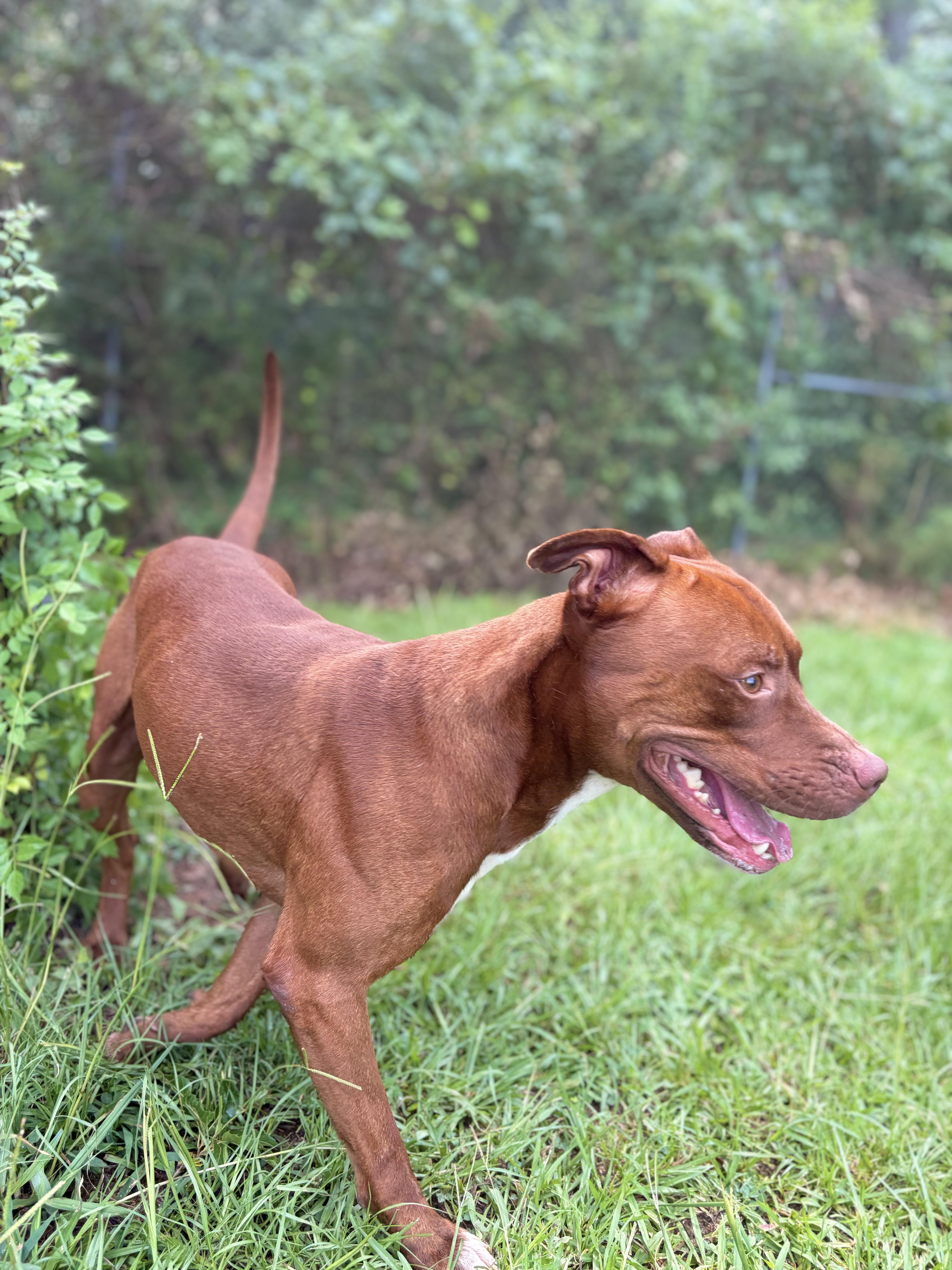Enlarge Argo, a ADOPTABLE Mixed Breed in Winnsboro, SC image 4/4