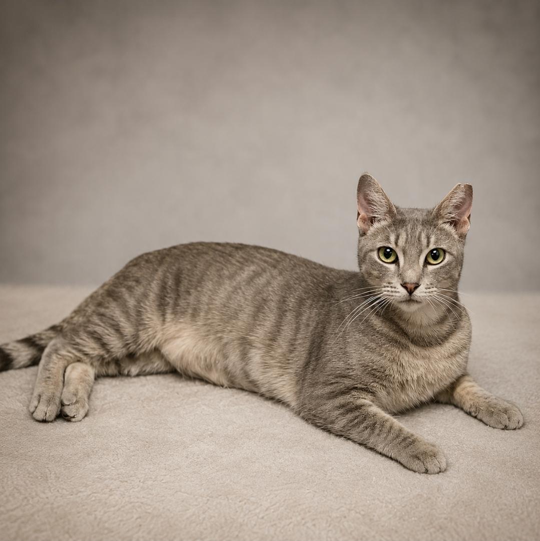 Enlarge Xendra, an adopted Tabby in Miami, FL image 1/1
