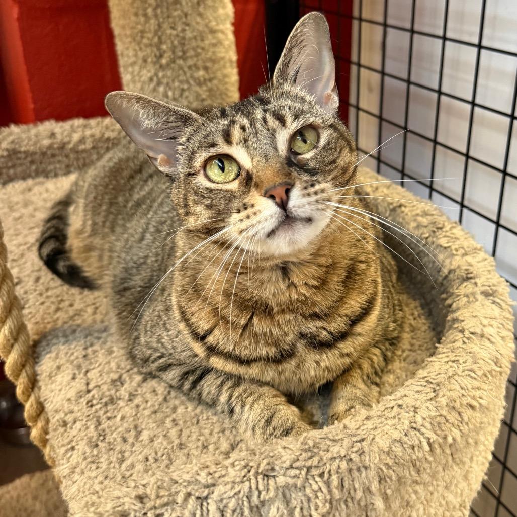 Stella, Adoptable, Adult Female Domestic Short Hair.