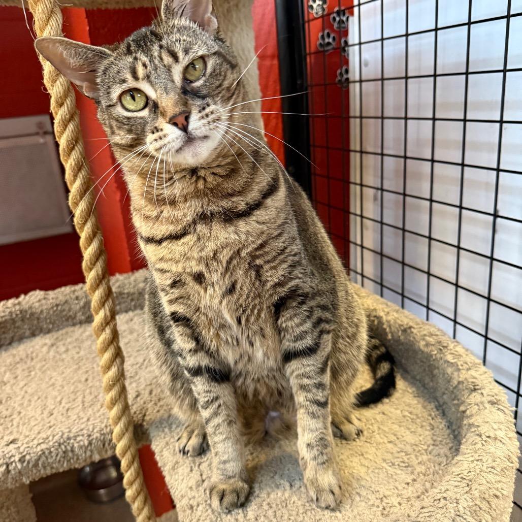 Stella, a Adoptable Domestic Short Hair in Sarasota, FL image 2/6