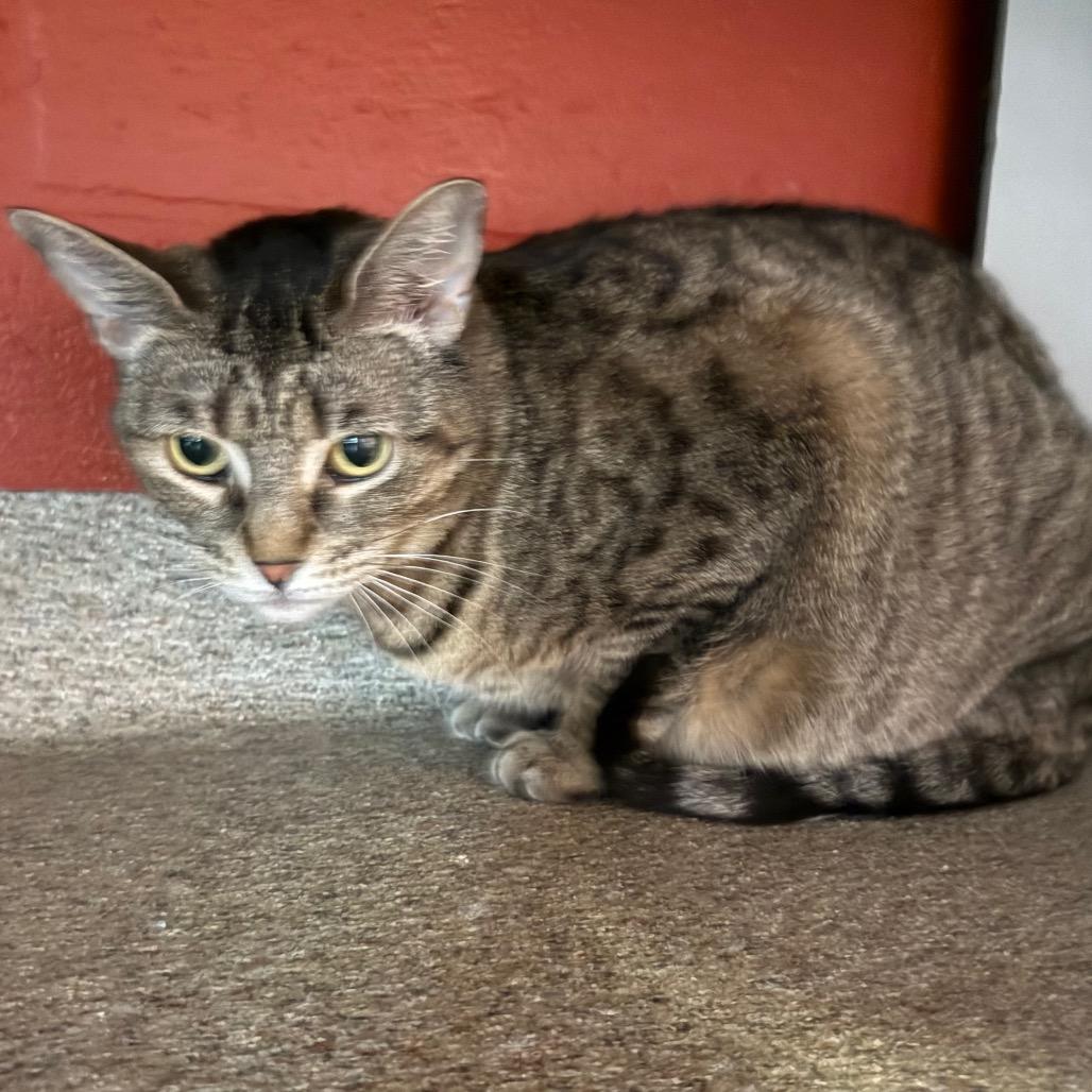 Stella, a Adoptable Domestic Short Hair in Sarasota, FL image 3/6