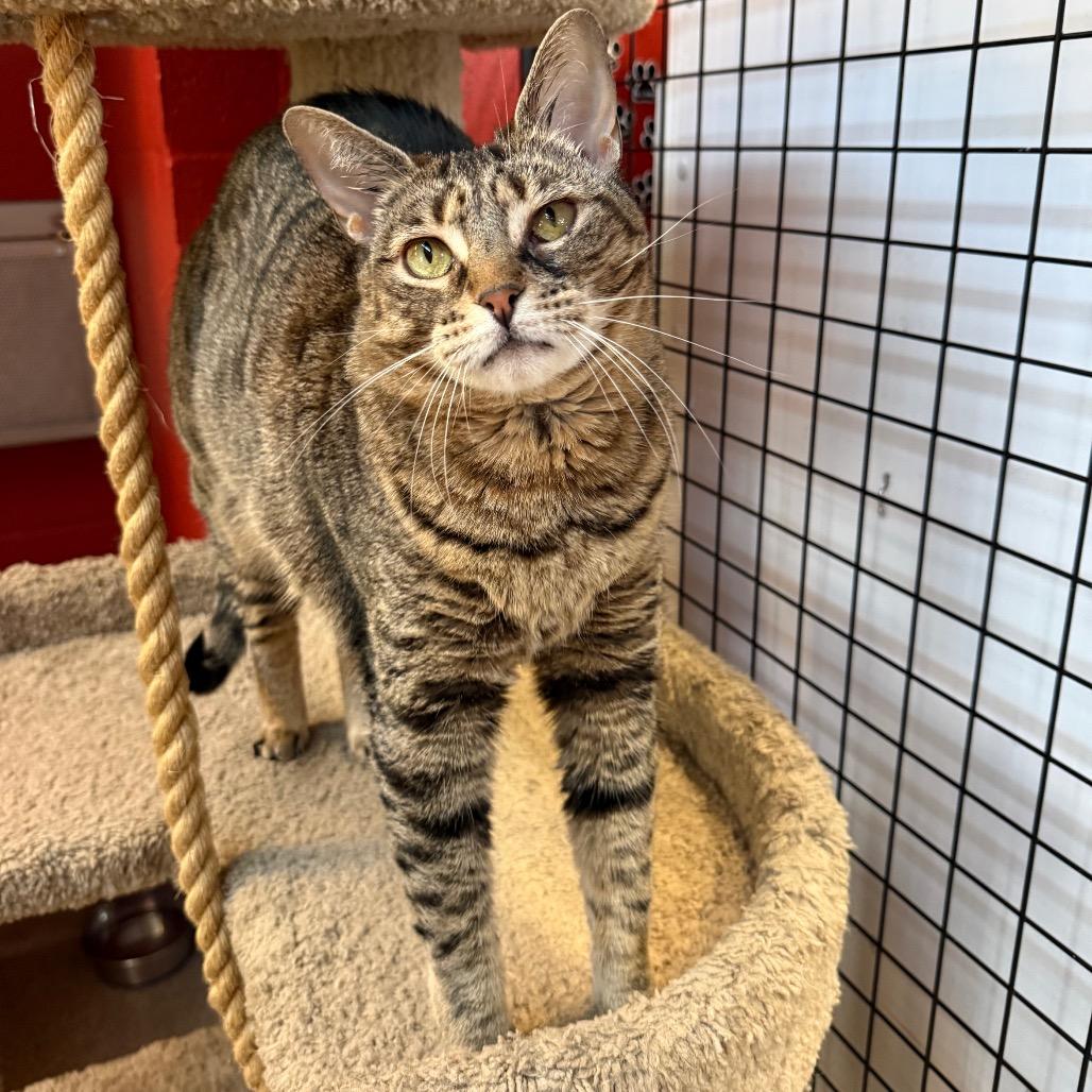 Stella, a Adoptable Domestic Short Hair in Sarasota, FL image 4/6