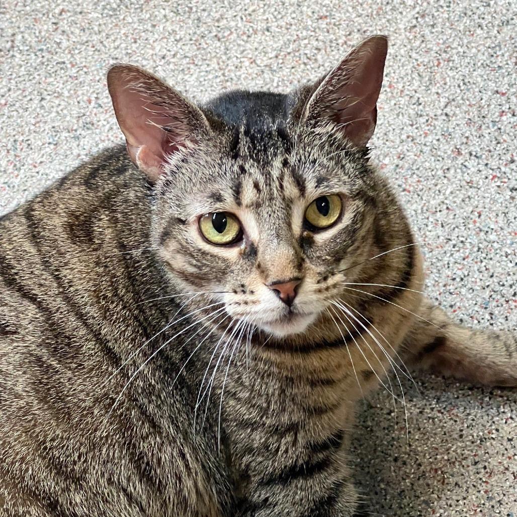 Stella, a Adoptable Domestic Short Hair in Sarasota, FL image 5/6