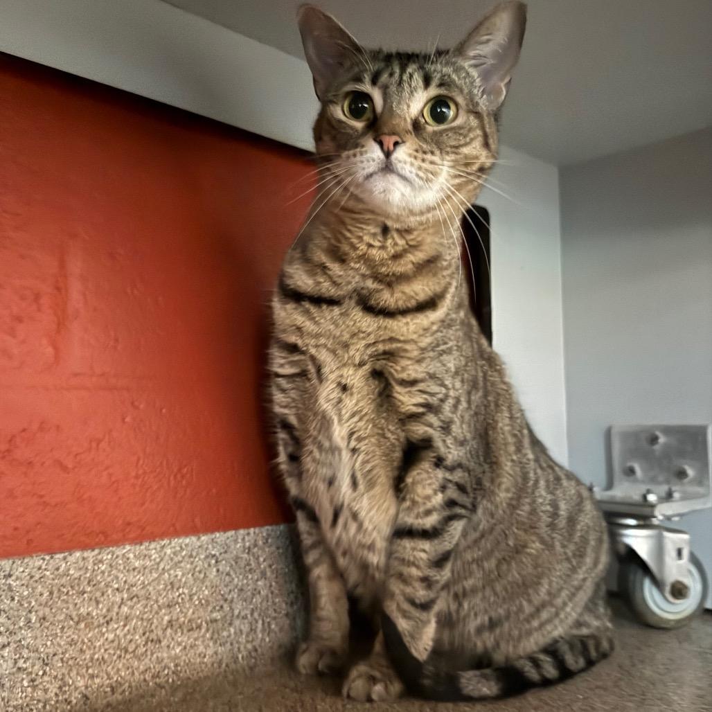 Stella, a Adoptable Domestic Short Hair in Sarasota, FL image 6/6