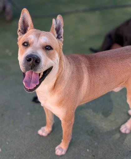 Enlarge Pinky, a Adoptable mixed breed in El Paso, TX image 2/3