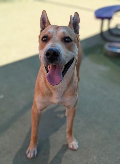 Enlarge Pinky, a Adoptable mixed breed in El Paso, TX image 3/3