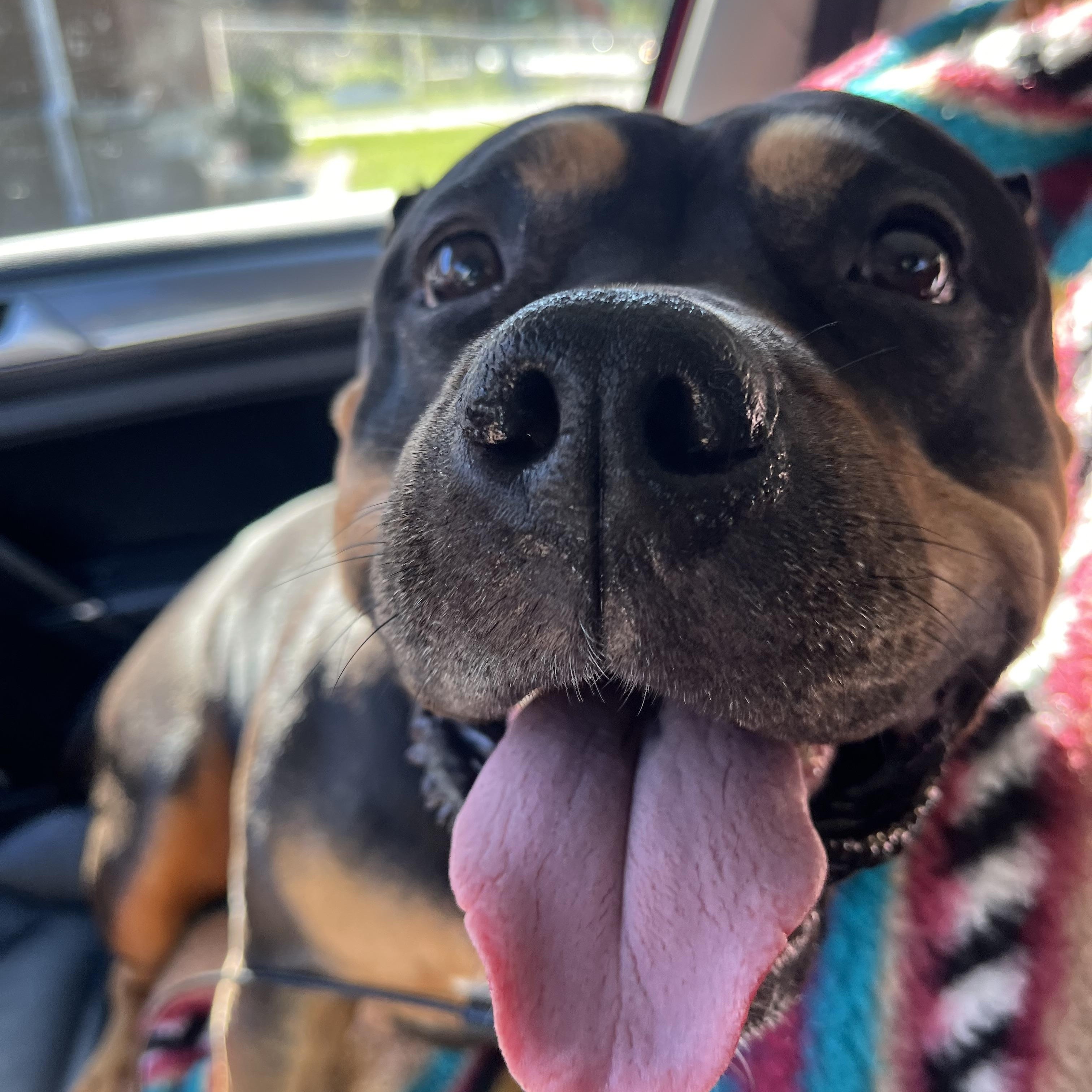 Bella, Adoptable, Adult Female Bulldog.