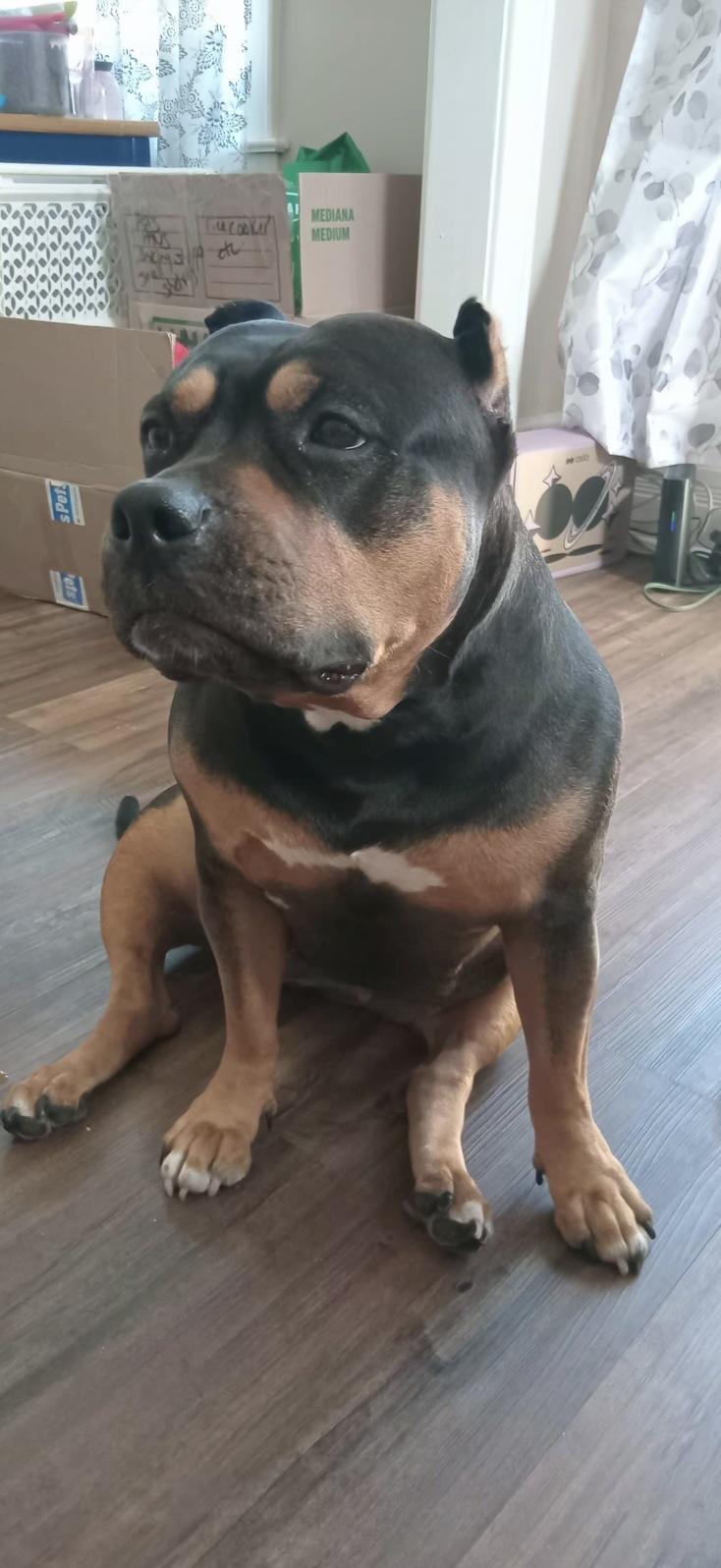Enlarge Bella, a Adoptable Bulldog in Sarnia, ON image 6/6