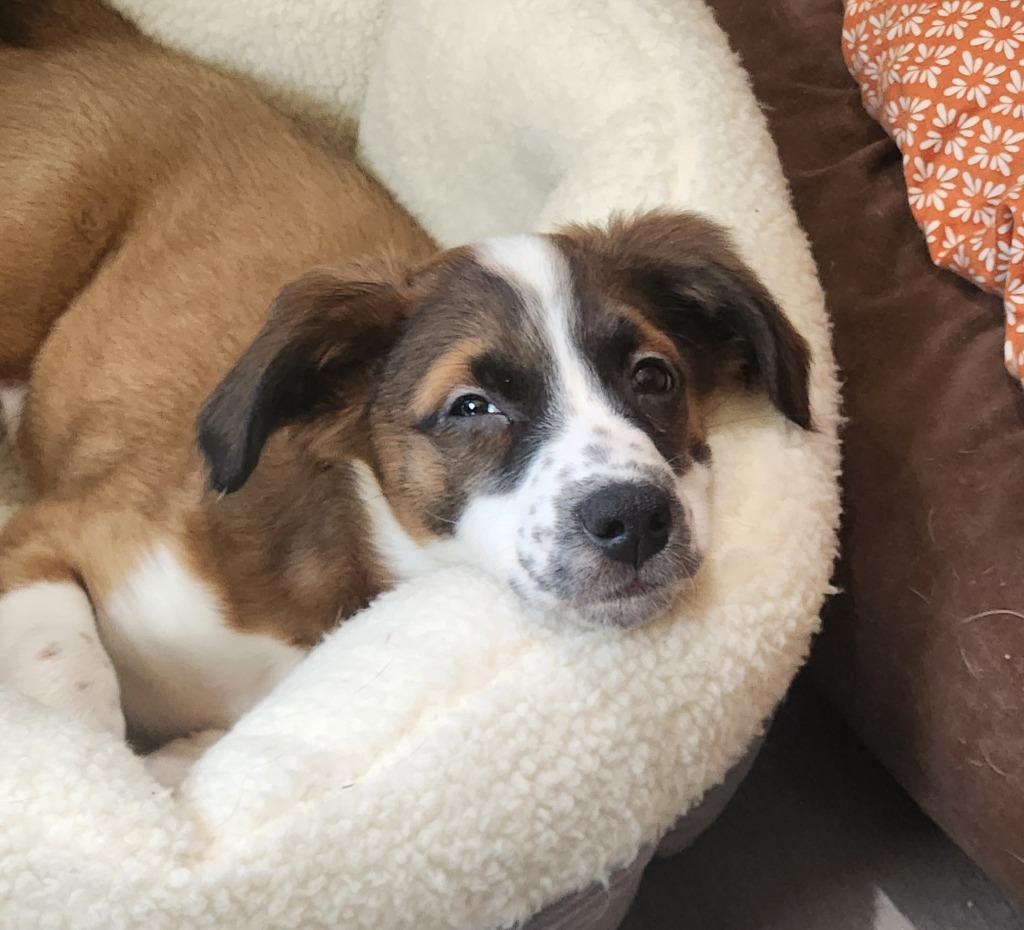 Enlarge Doc, a Adoptable mixed breed in Libertyville, IL image 1/6