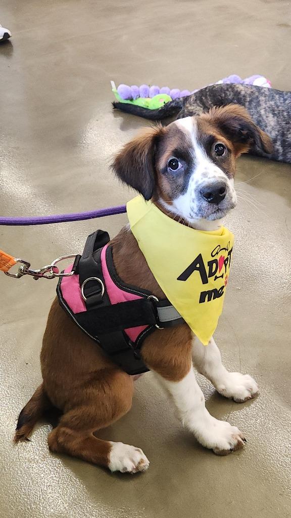 Enlarge Doc, a Adoptable mixed breed in Libertyville, IL image 2/6