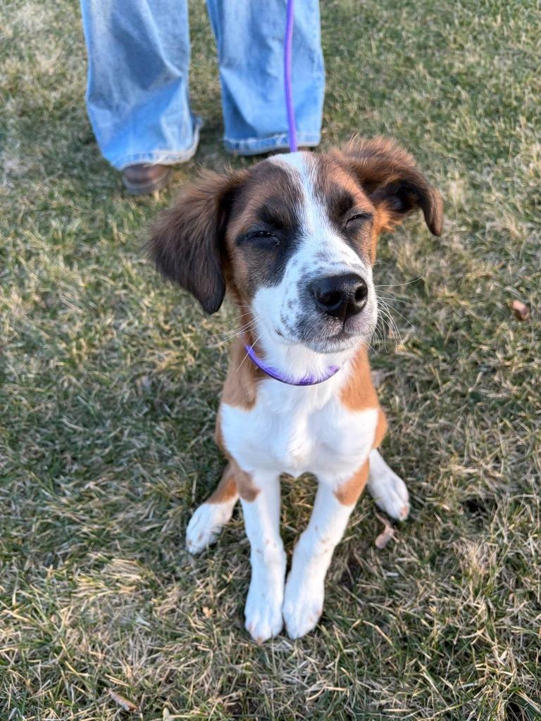 Enlarge Doc, a Adoptable mixed breed in Libertyville, IL image 4/6