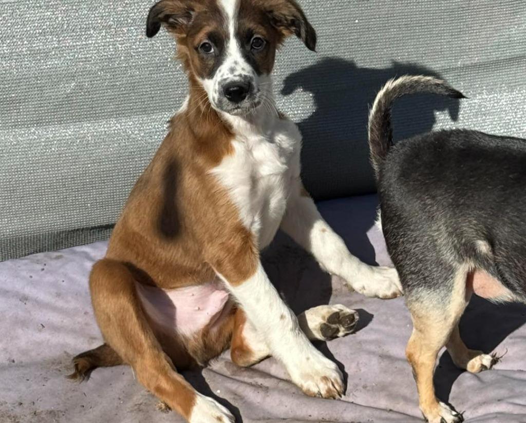 Enlarge Doc, a Adoptable mixed breed in Libertyville, IL image 5/6