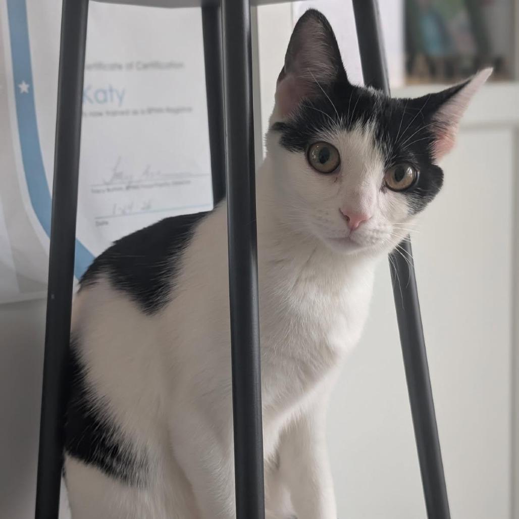 Mulah, Adoptable, Young Female Domestic Short Hair.