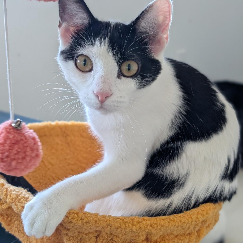 Enlarge Mulah, a Adoptable Domestic Short Hair in Middleton, WI image 2/5