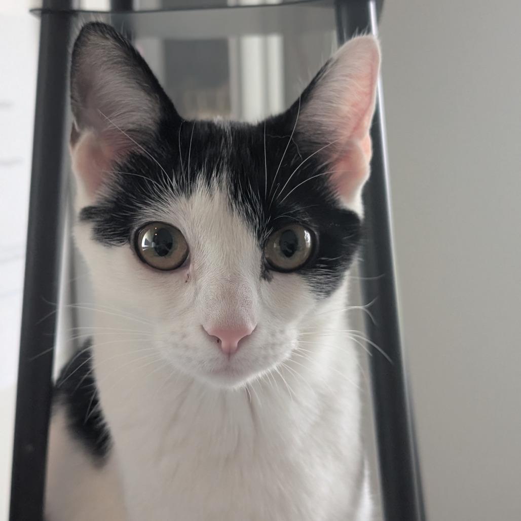 Enlarge Mulah, a Adoptable Domestic Short Hair in Middleton, WI image 3/5