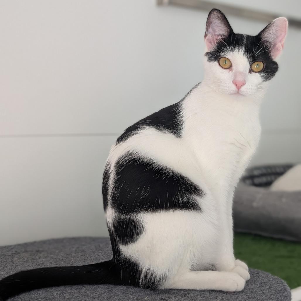 Enlarge Mulah, a Adoptable Domestic Short Hair in Middleton, WI image 4/5