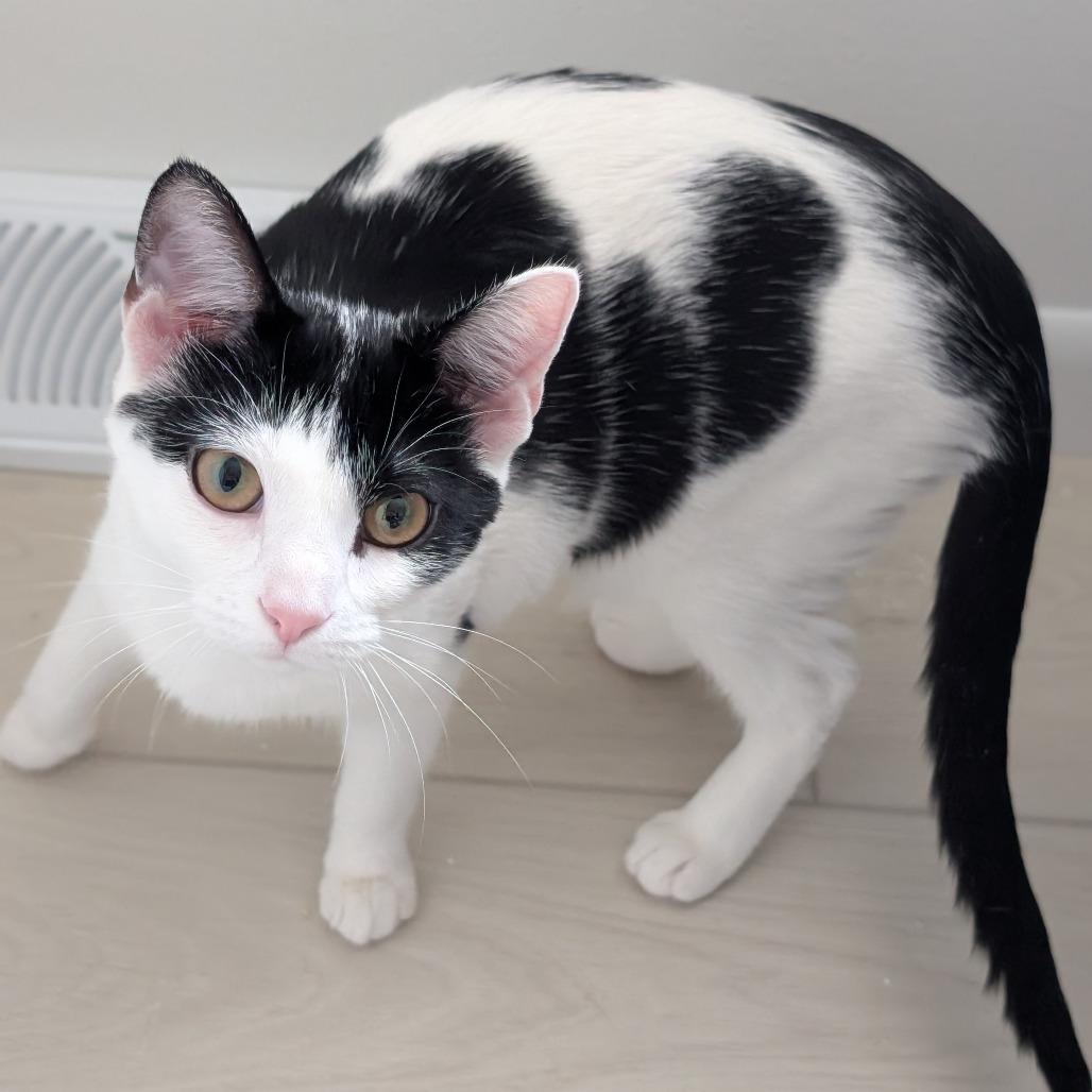 Enlarge Mulah, a Adoptable Domestic Short Hair in Middleton, WI image 5/5