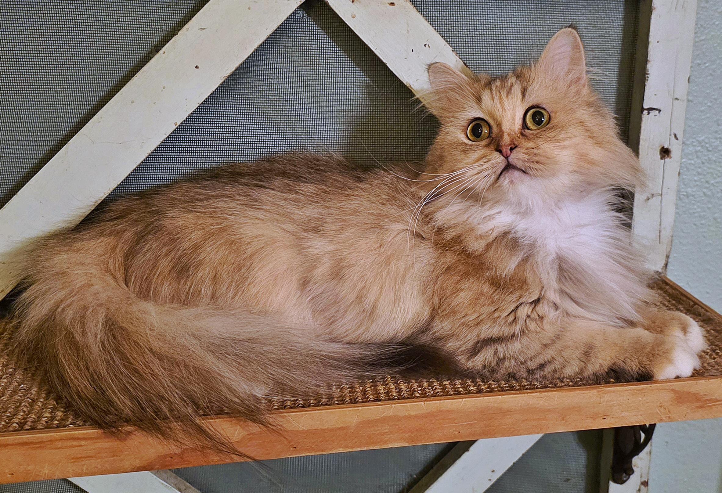 Kimora, a Adoptable Persian in Converse, TX image 2/6