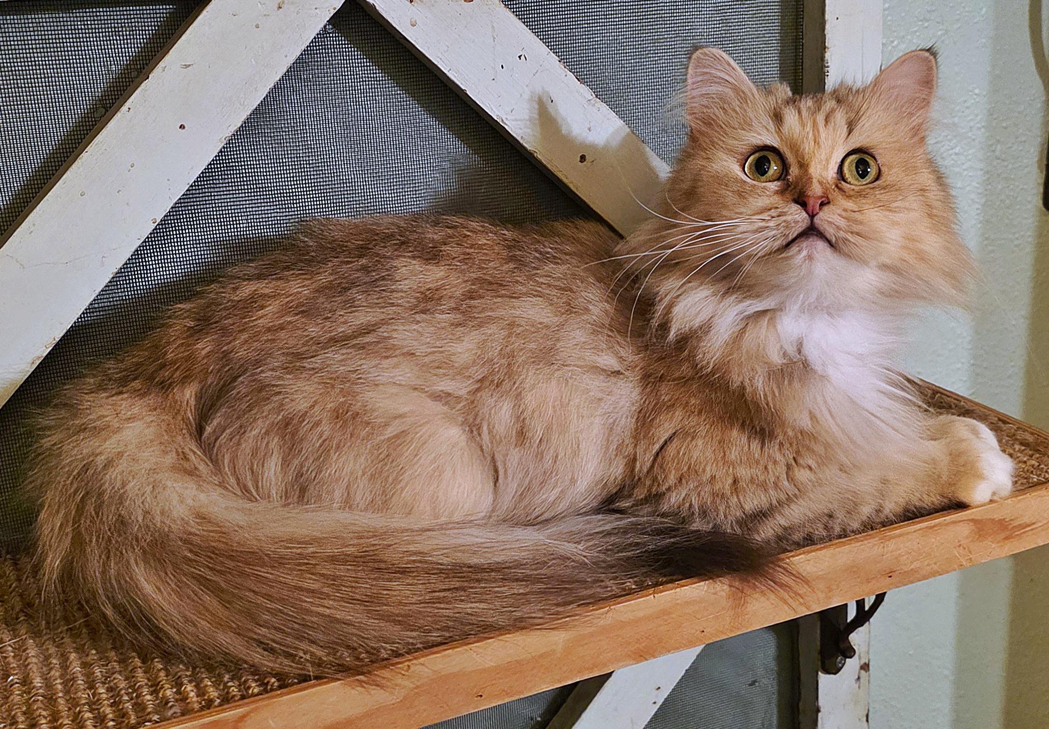 Kimora, a Adoptable Persian in Converse, TX image 4/6