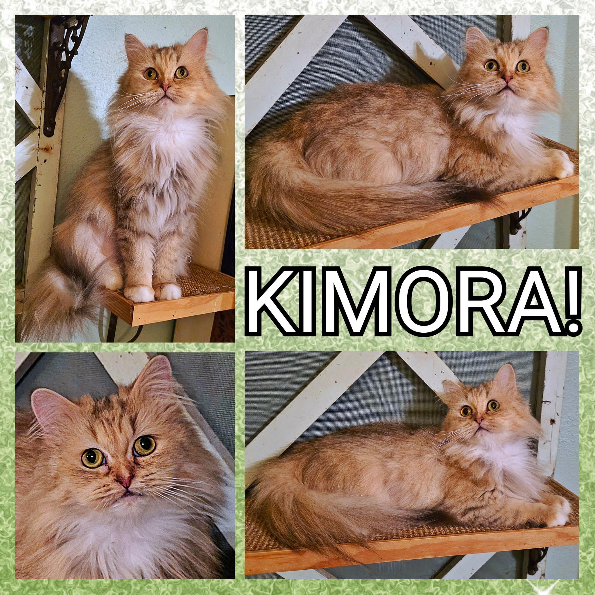 Kimora, a Adoptable Persian in Converse, TX image 6/6