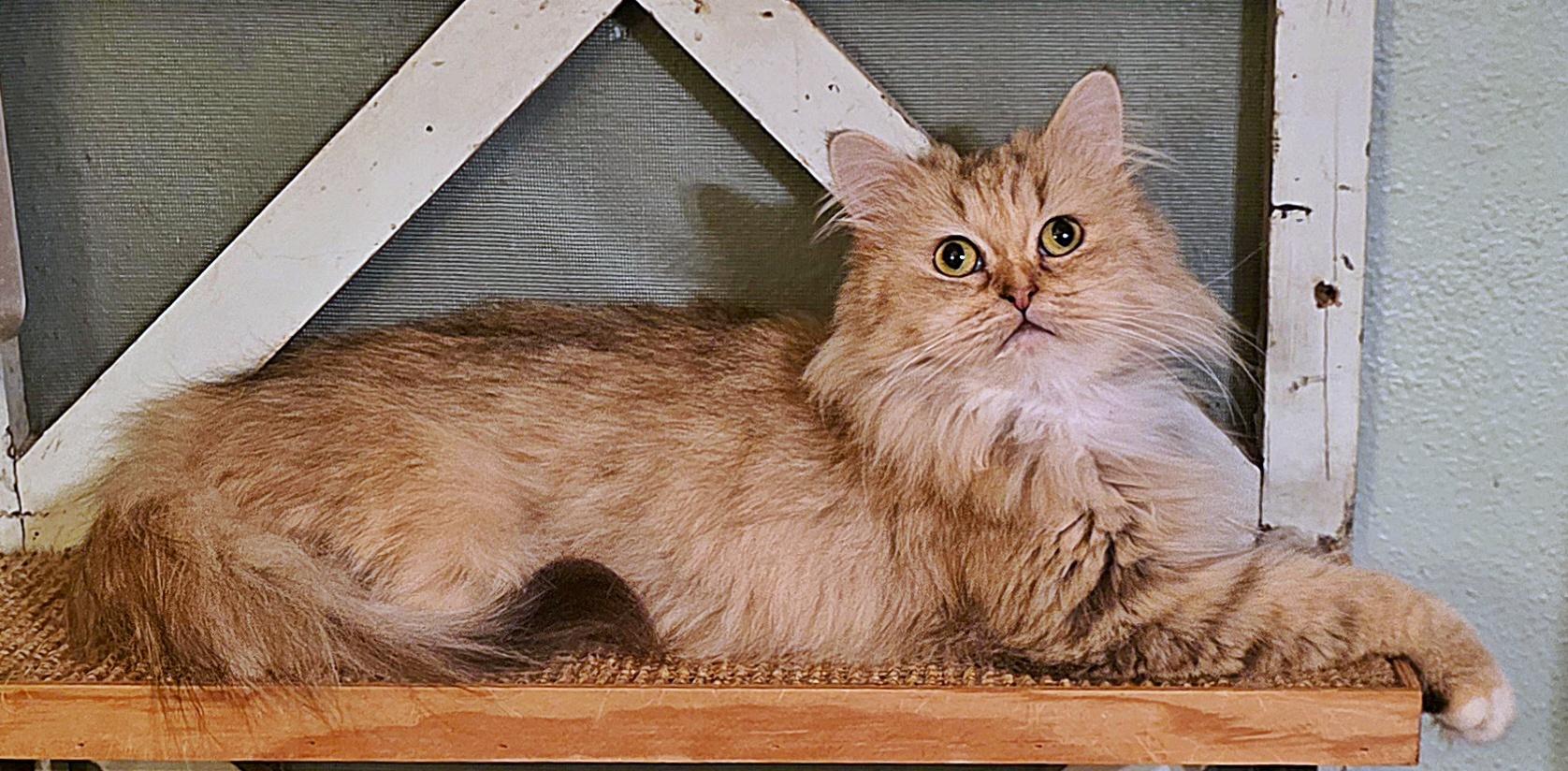 Kimora, a Adoptable Persian in Converse, TX image 3/6