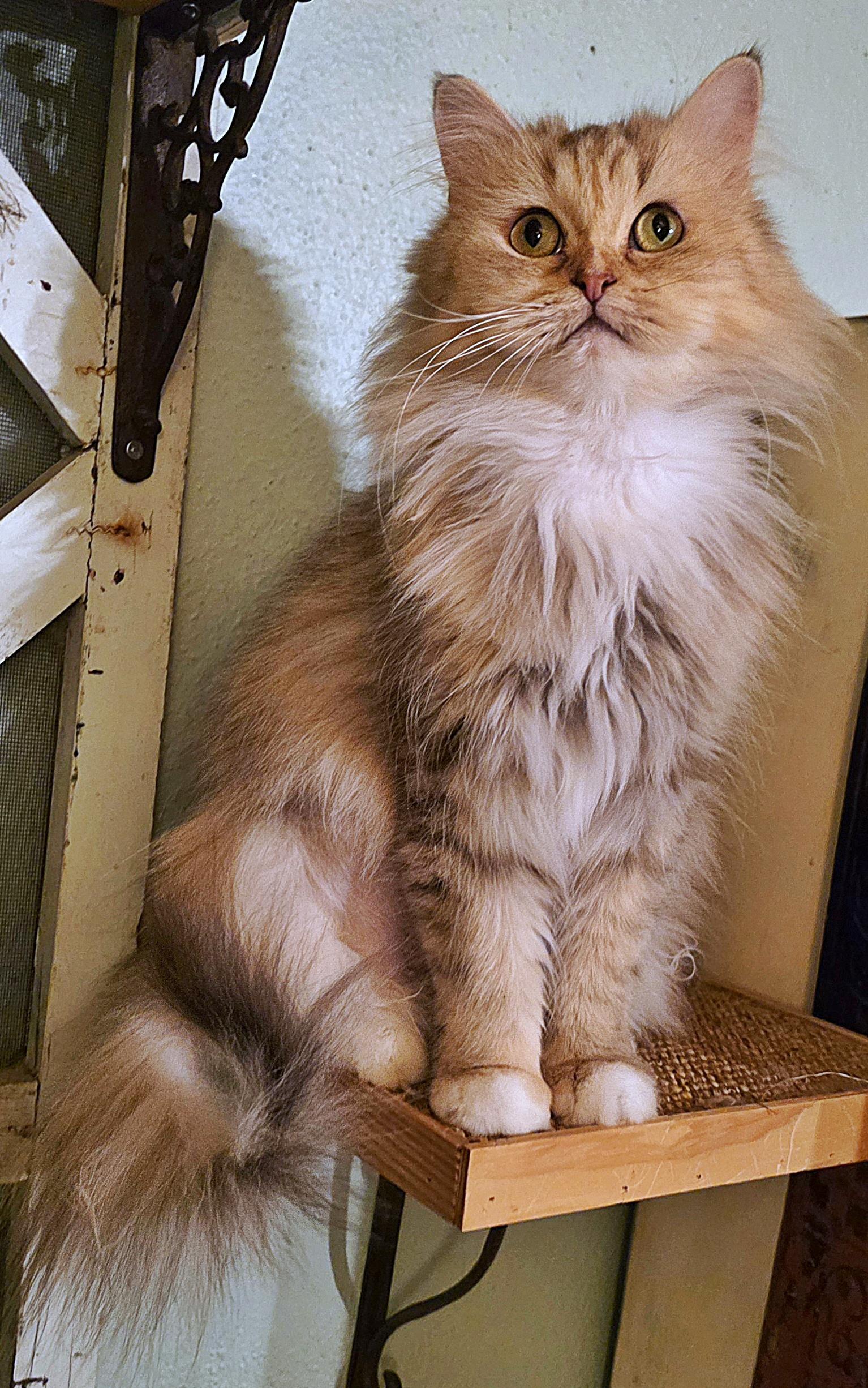 Kimora, a Adoptable Persian in Converse, TX image 5/6