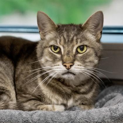 Enlarge Victor, a Adoptable mixed breed in Camano Island, WA image 1/1