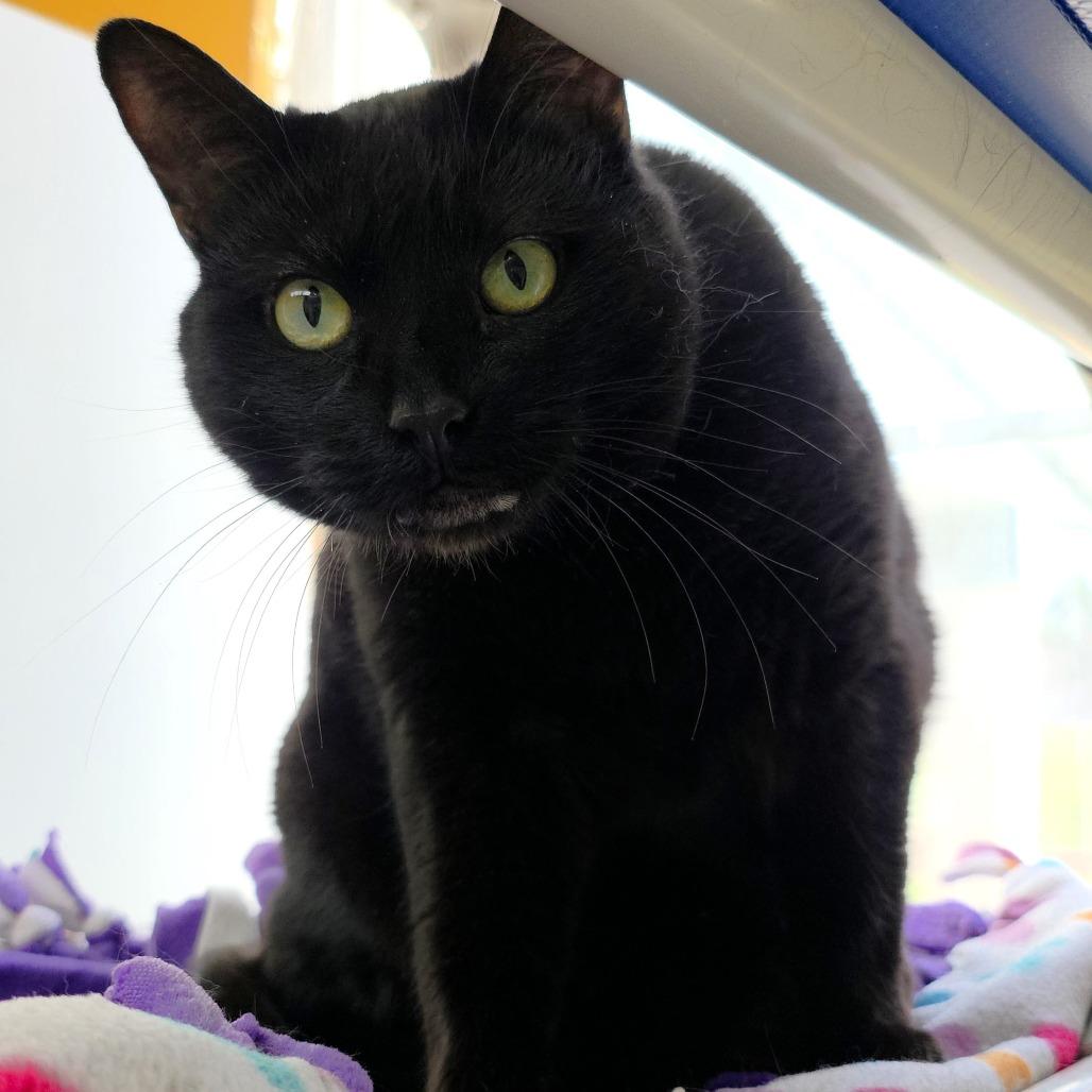 Enlarge Sneaks, a Adoptable Domestic Short Hair in Michigan City, IN image 1/6