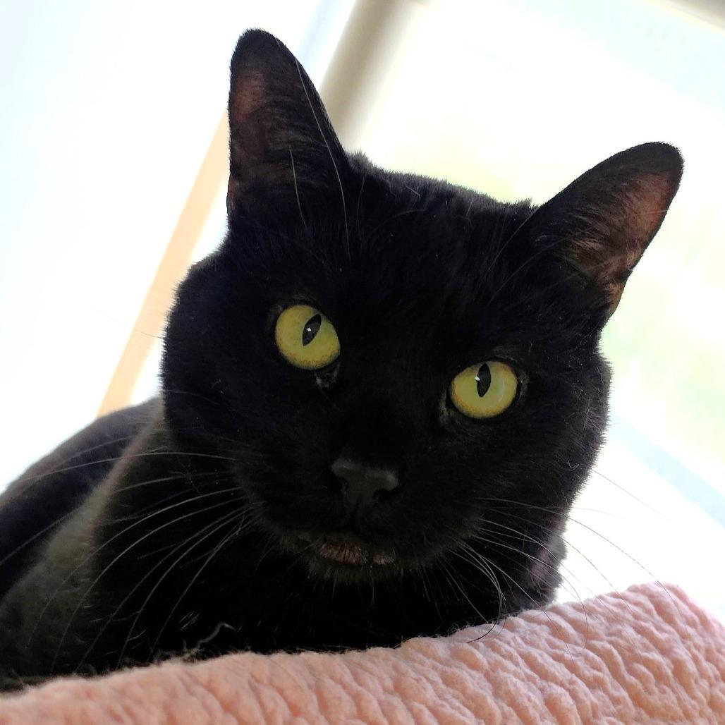 Enlarge Sneaks, a Adoptable Domestic Short Hair in Michigan City, IN image 2/6