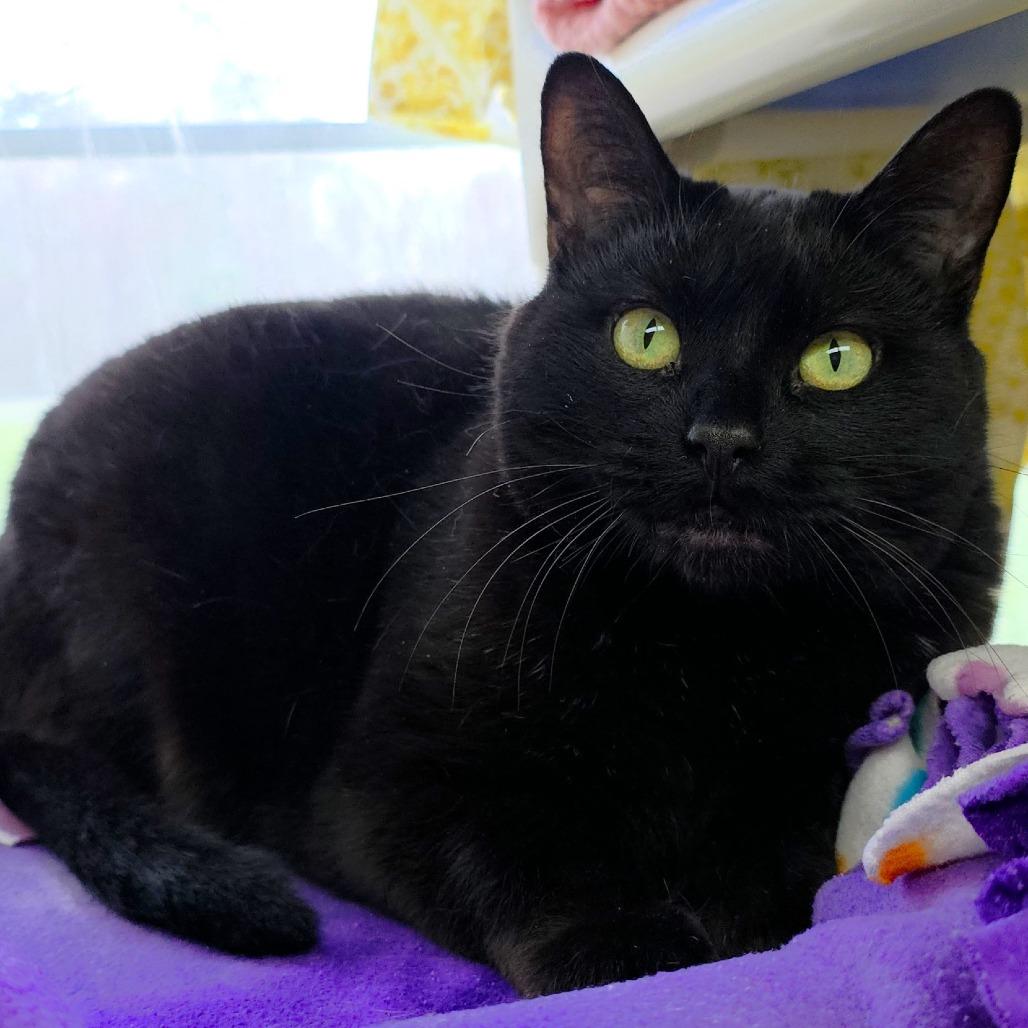 Enlarge Sneaks, a Adoptable Domestic Short Hair in Michigan City, IN image 3/6