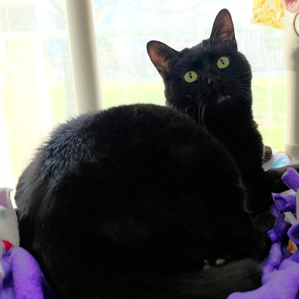 Enlarge Sneaks, a Adoptable Domestic Short Hair in Michigan City, IN image 4/6
