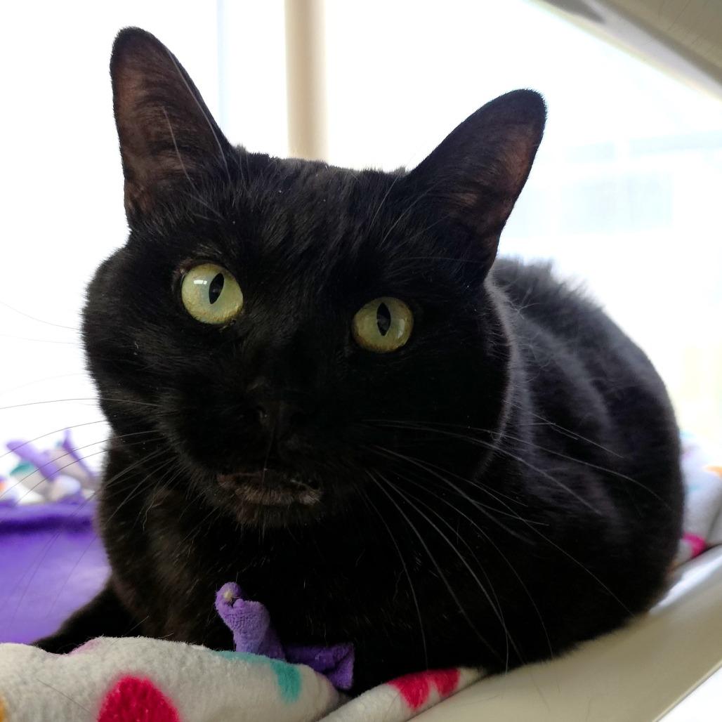 Enlarge Sneaks, a Adoptable Domestic Short Hair in Michigan City, IN image 5/6