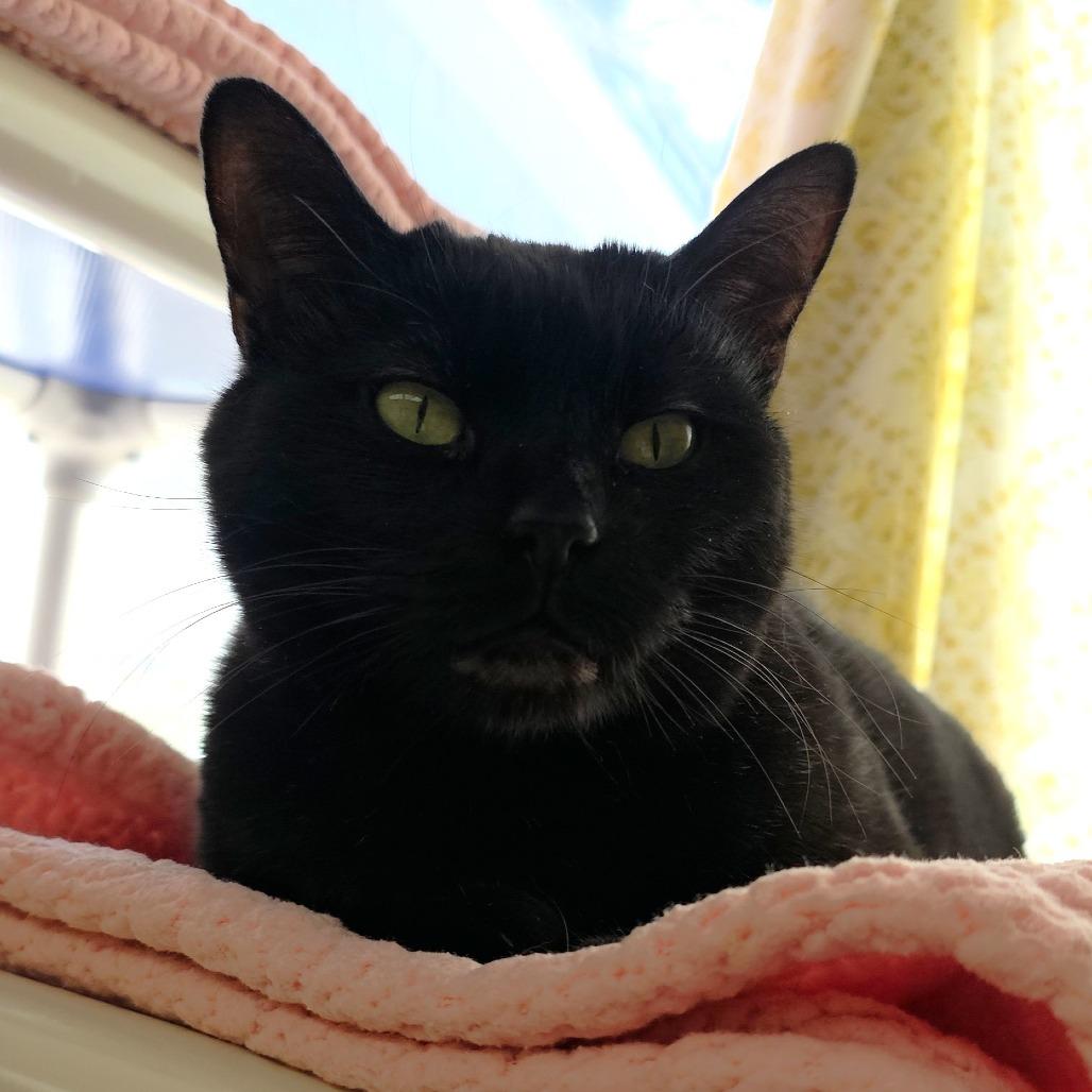 Enlarge Sneaks, a Adoptable Domestic Short Hair in Michigan City, IN image 6/6