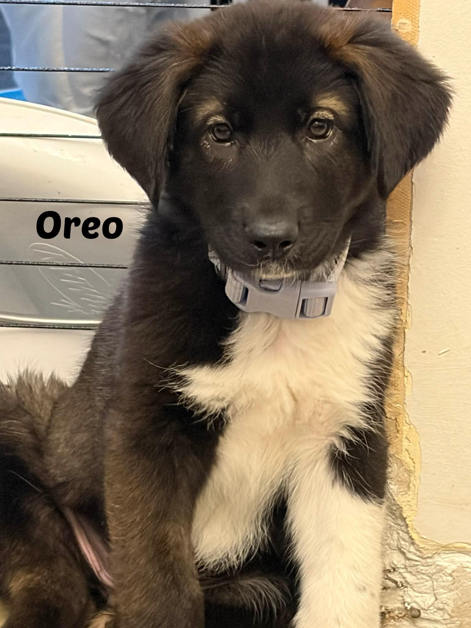 Enlarge Oreo, a ADOPTABLE mixed breed in Seymour, IN image 1/1