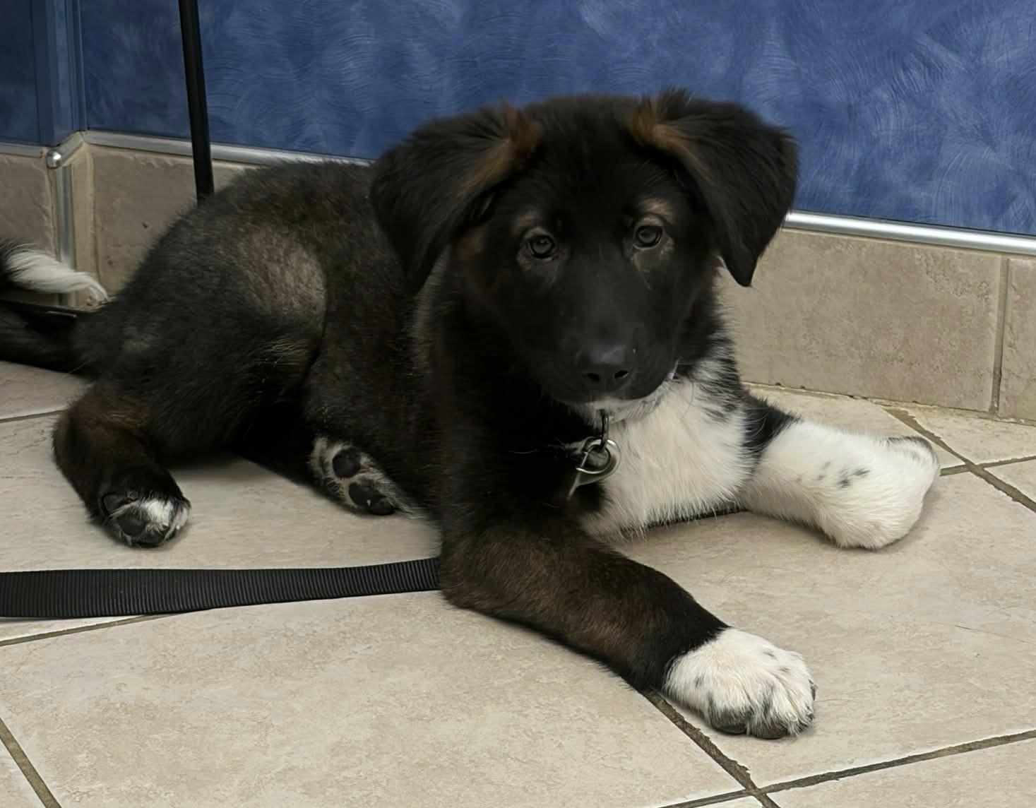 Oreo, ADOPTABLE, Puppy Female Border Collie & German Shepherd Dog.