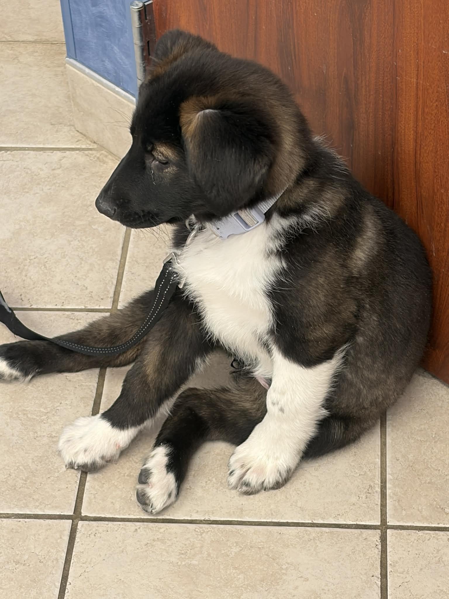 Enlarge Oreo, a ADOPTABLE mixed breed in Seymour, IN image 3/5