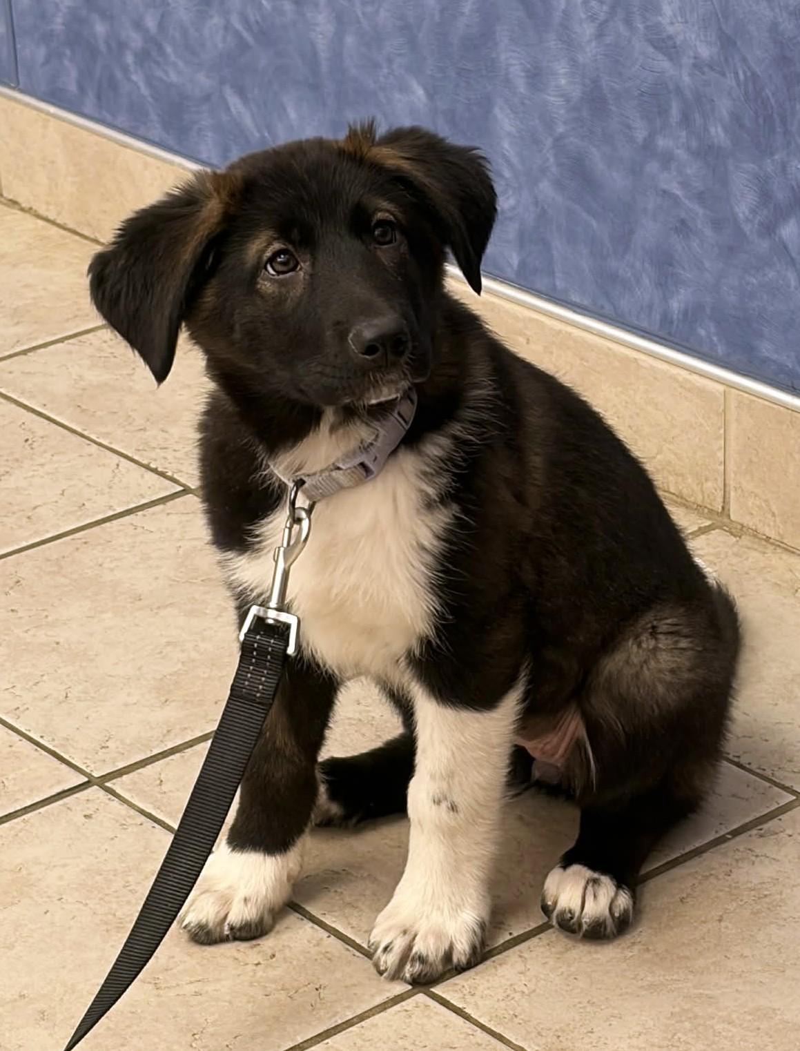 Enlarge Oreo, a ADOPTABLE mixed breed in Seymour, IN image 2/5