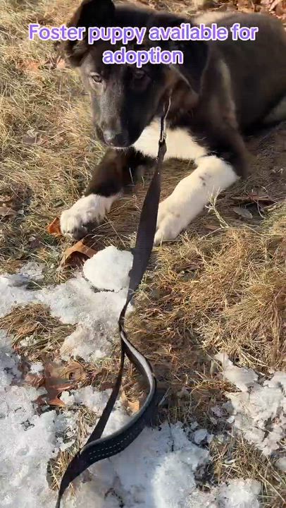 Enlarge Oreo, a ADOPTABLE mixed breed in Seymour, IN video 4/5