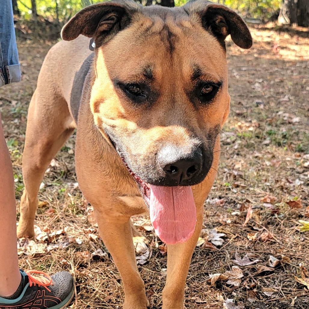 Nash, a Adoptable Mixed Breed in Valley, AL image 1/6