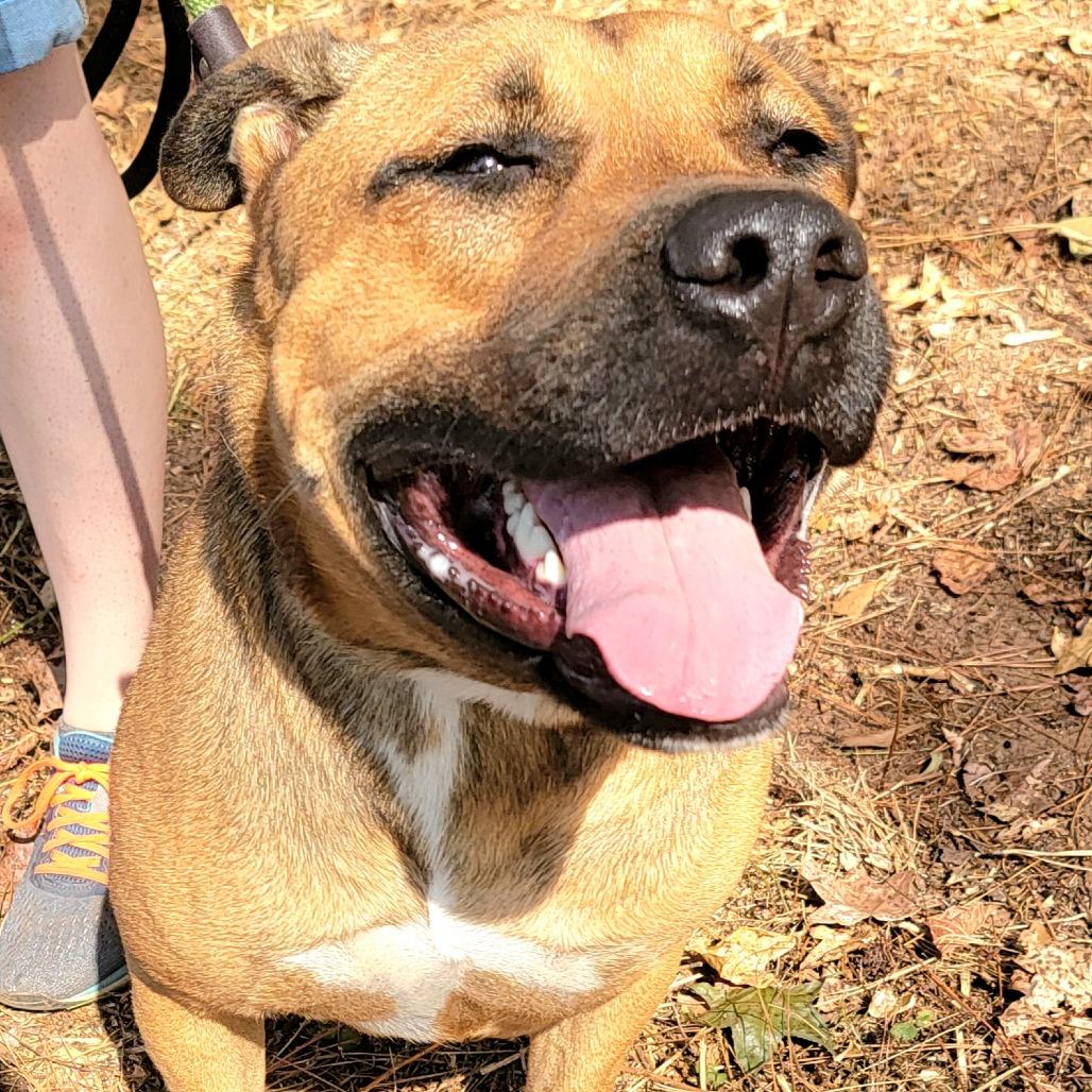 Nash, a Adoptable Mixed Breed in Valley, AL image 3/6